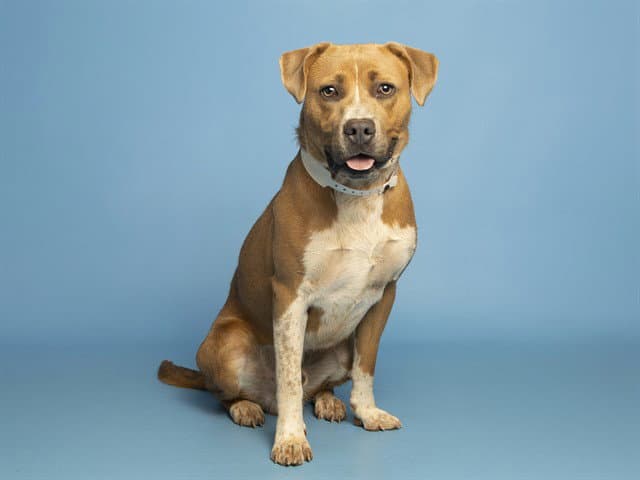 Gojo - American Pit Bull Terrier