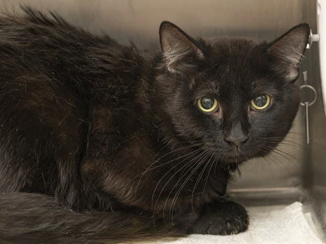 T'challa - Domestic Medium Hair