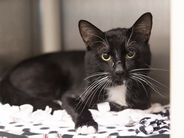 Cosmo - Domestic Short Hair