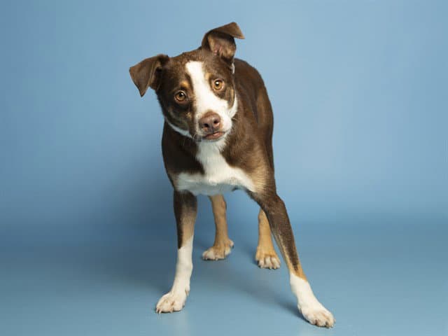 Scout - Australian Shepherd
