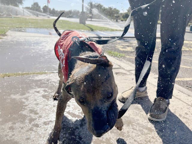 Henry - American Pit Bull Terrier