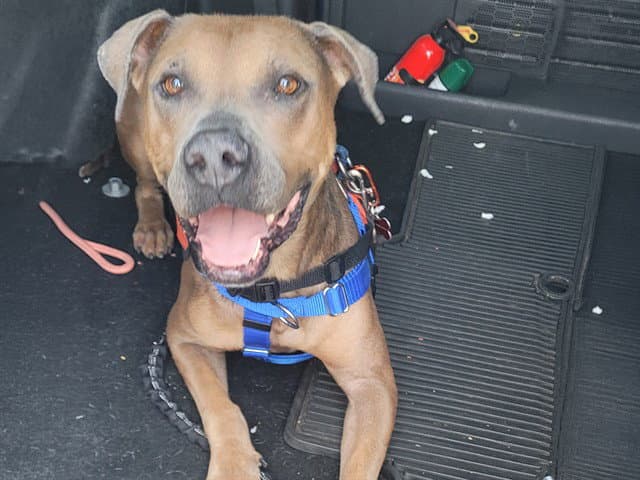 Henry - American Pit Bull Terrier