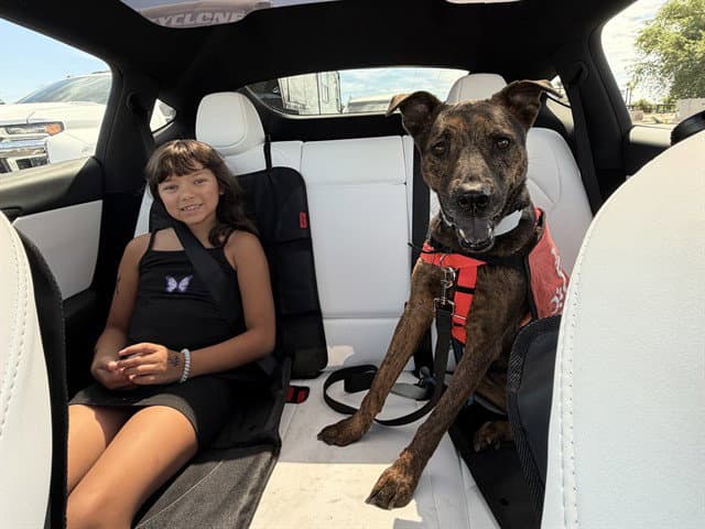 Diamond - American Pit Bull Terrier