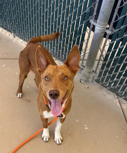 Henry - Australian Kelpie