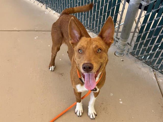 Henry - Australian Kelpie