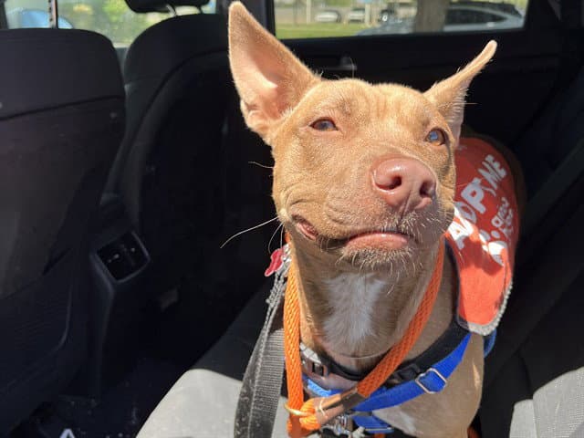 Grammy - American Pit Bull Terrier