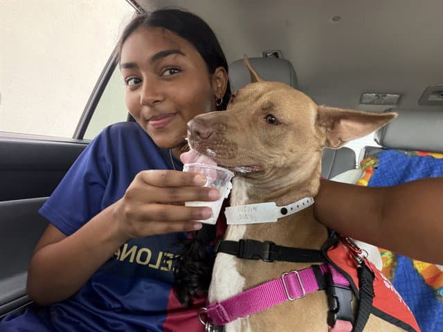 Grammy - American Pit Bull Terrier