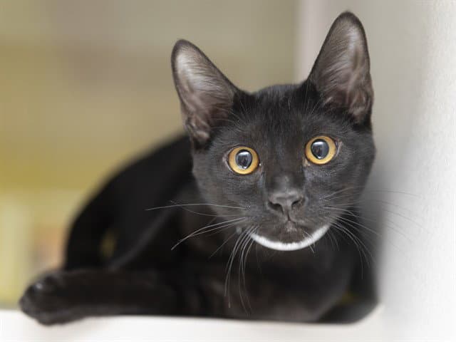 Cloak - Domestic Short Hair