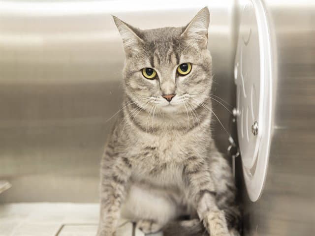 Jack Jack - Domestic Short Hair