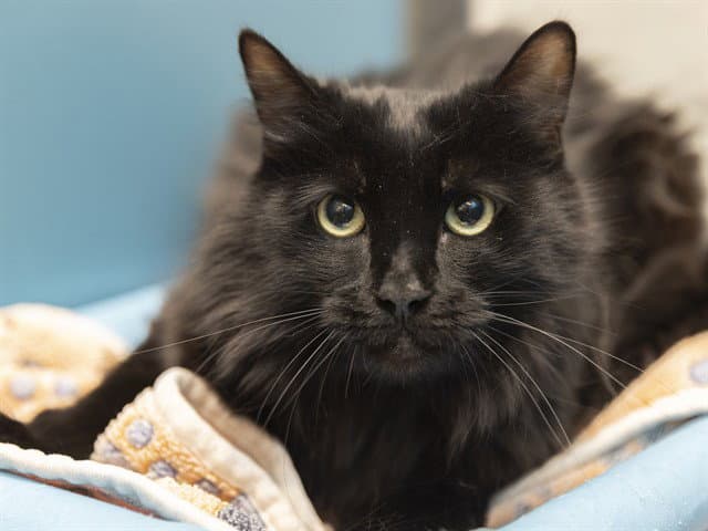 Chubbs - Domestic Long Hair