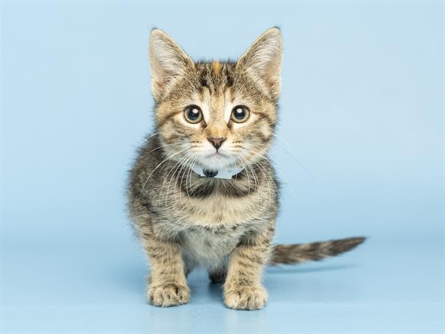 Porter - Domestic Short Hair