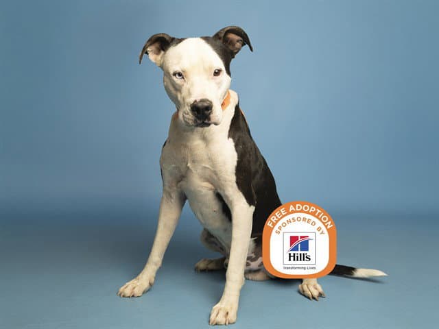 Chapo - American Pit Bull Terrier