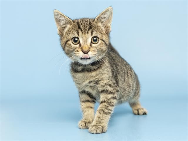 Parker - Domestic Short Hair
