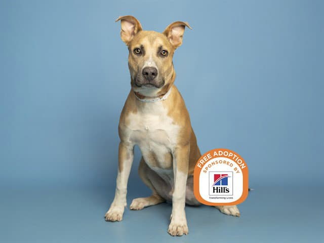 Otter - American Pit Bull Terrier