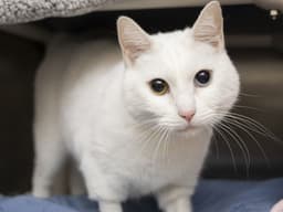 Lenny image 1