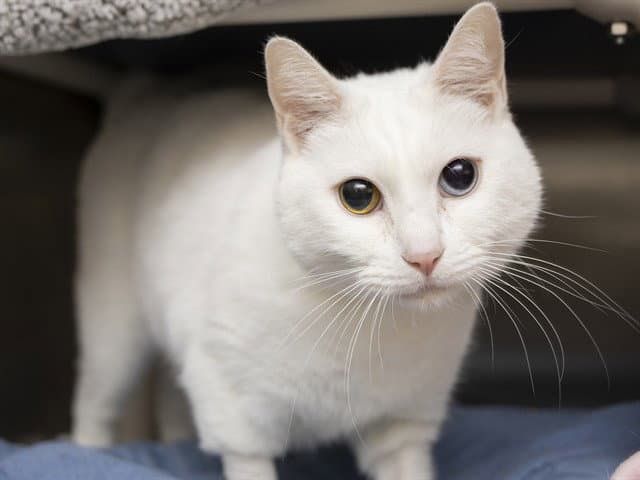 Lenny - Siamese