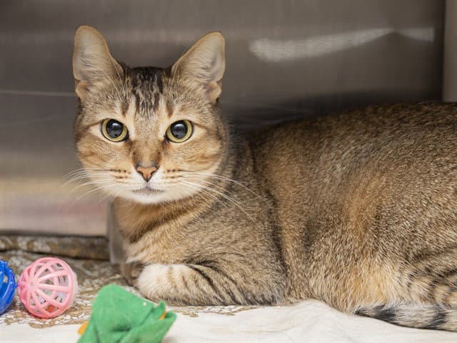 Autumn - Domestic Short Hair