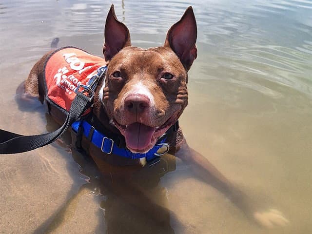 Ducky - American Pit Bull Terrier