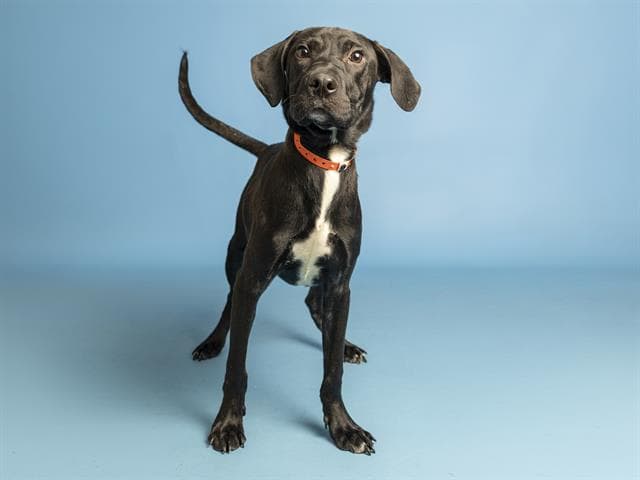 Bear - American Pit Bull Terrier