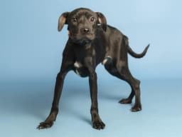 Mutt Damon image 1