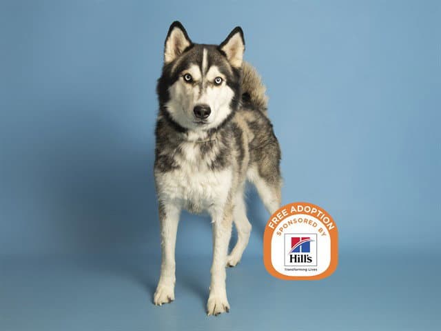 Bentley - Husky