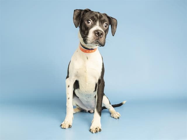 Oreo - American Pit Bull Terrier