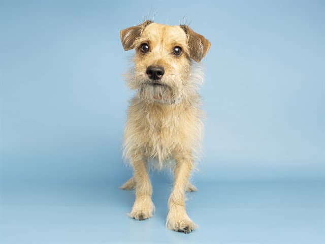Beans - Norfolk Terrier