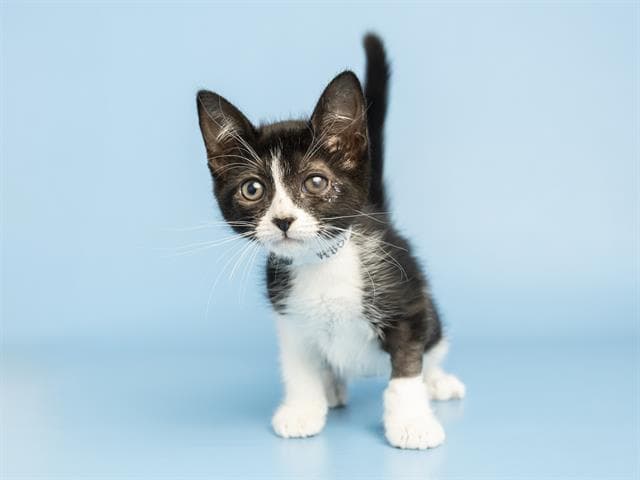 Mabel - Domestic Short Hair