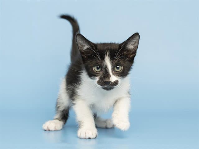 Kelsey - Domestic Short Hair