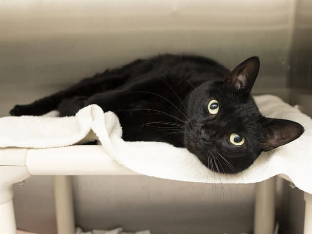 Sweet Pea - Domestic Short Hair
