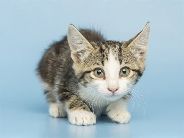 Lucinda - Domestic Short Hair