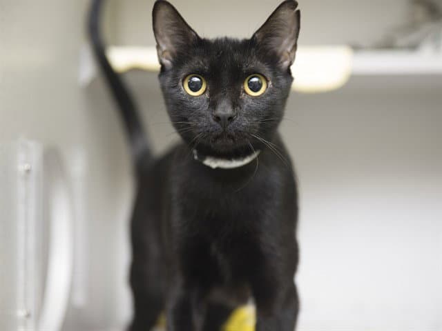 Wanda - Domestic Short Hair