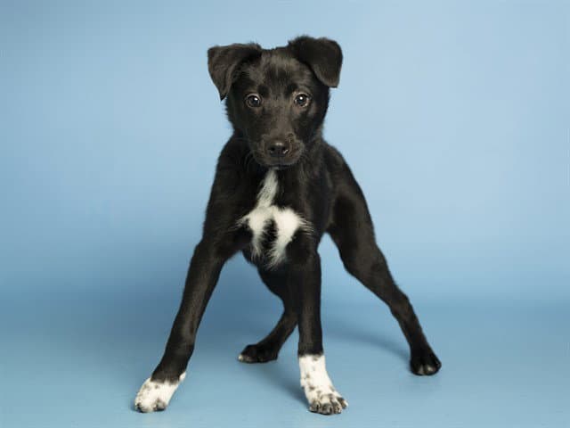 Kyle - German Shepherd Dog
