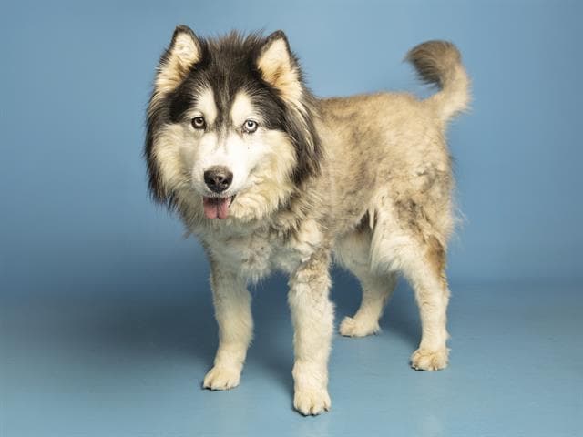 Star - Alaskan Malamute
