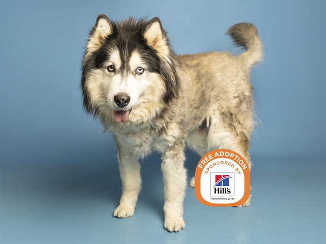 Star - Alaskan Malamute