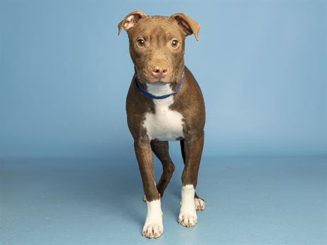 Lola - American Pit Bull Terrier