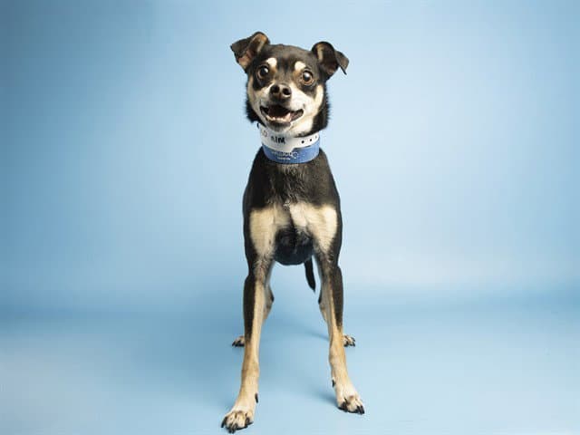 Teal - Chihuahua