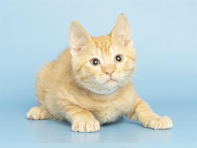 Nectarine - Domestic Short Hair