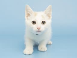 Stitch image 1