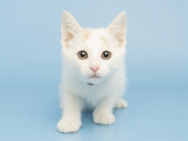 Stitch - Domestic Short Hair