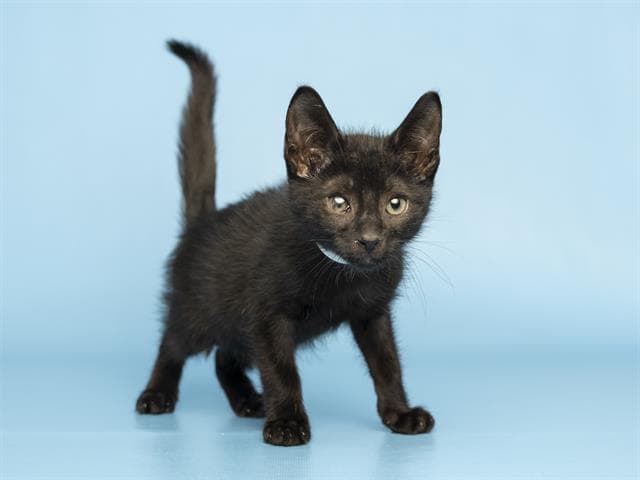 Burton - Domestic Short Hair
