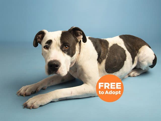 Mooma - American Pit Bull Terrier
