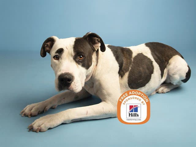 Mooma - American Pit Bull Terrier