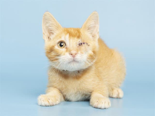 Pepsi - Domestic Short Hair