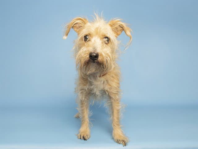 Jax - Cairn Terrier