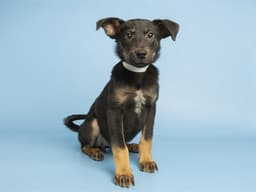 Cookie image 1