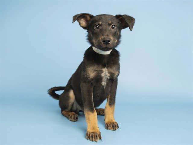 Cookie - German Shepherd Dog