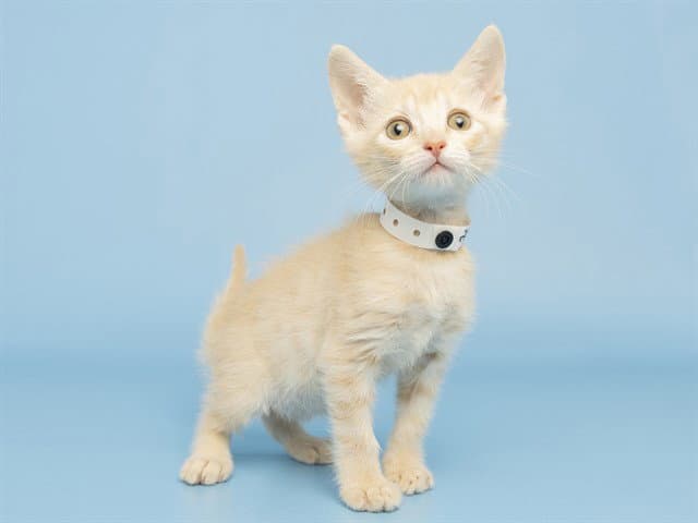 Seymour - Domestic Short Hair
