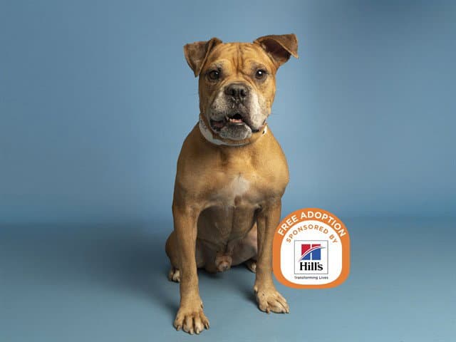 Frankie - Boxer