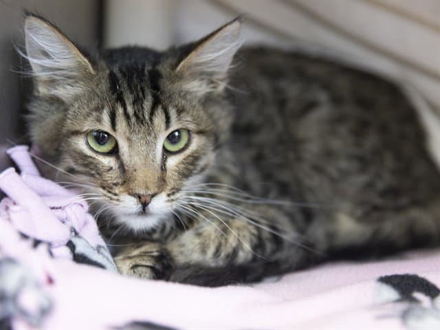 Mister Muffin - Domestic Medium Hair